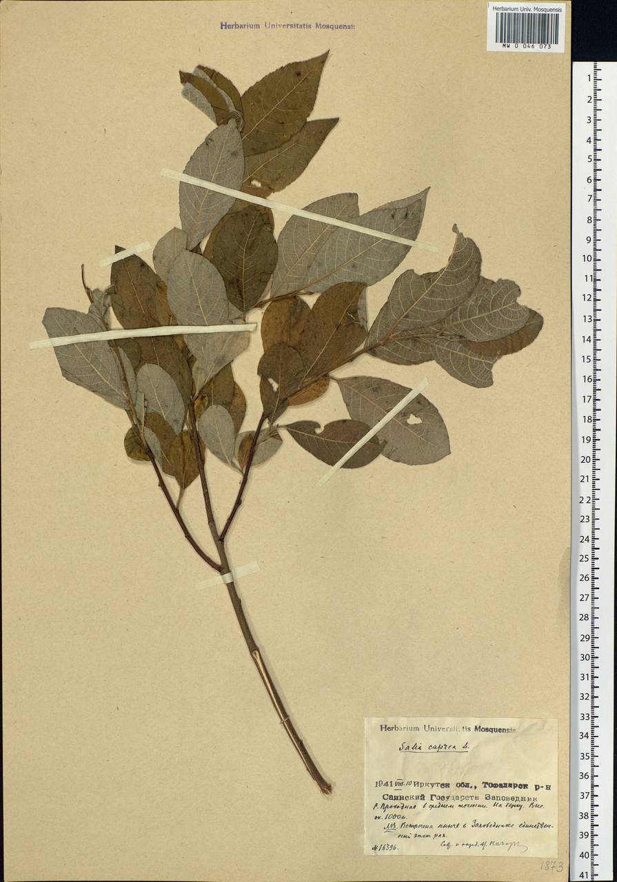 Salix caprea L., Siberia, Baikal & Transbaikal region (S4) (Russia)