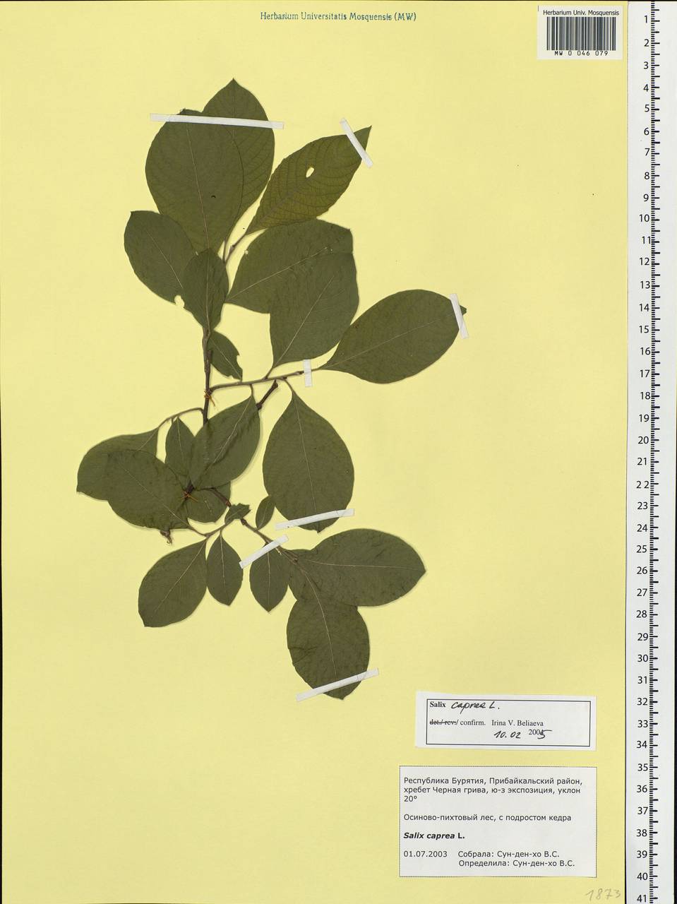 Salix caprea L., Siberia, Baikal & Transbaikal region (S4) (Russia)