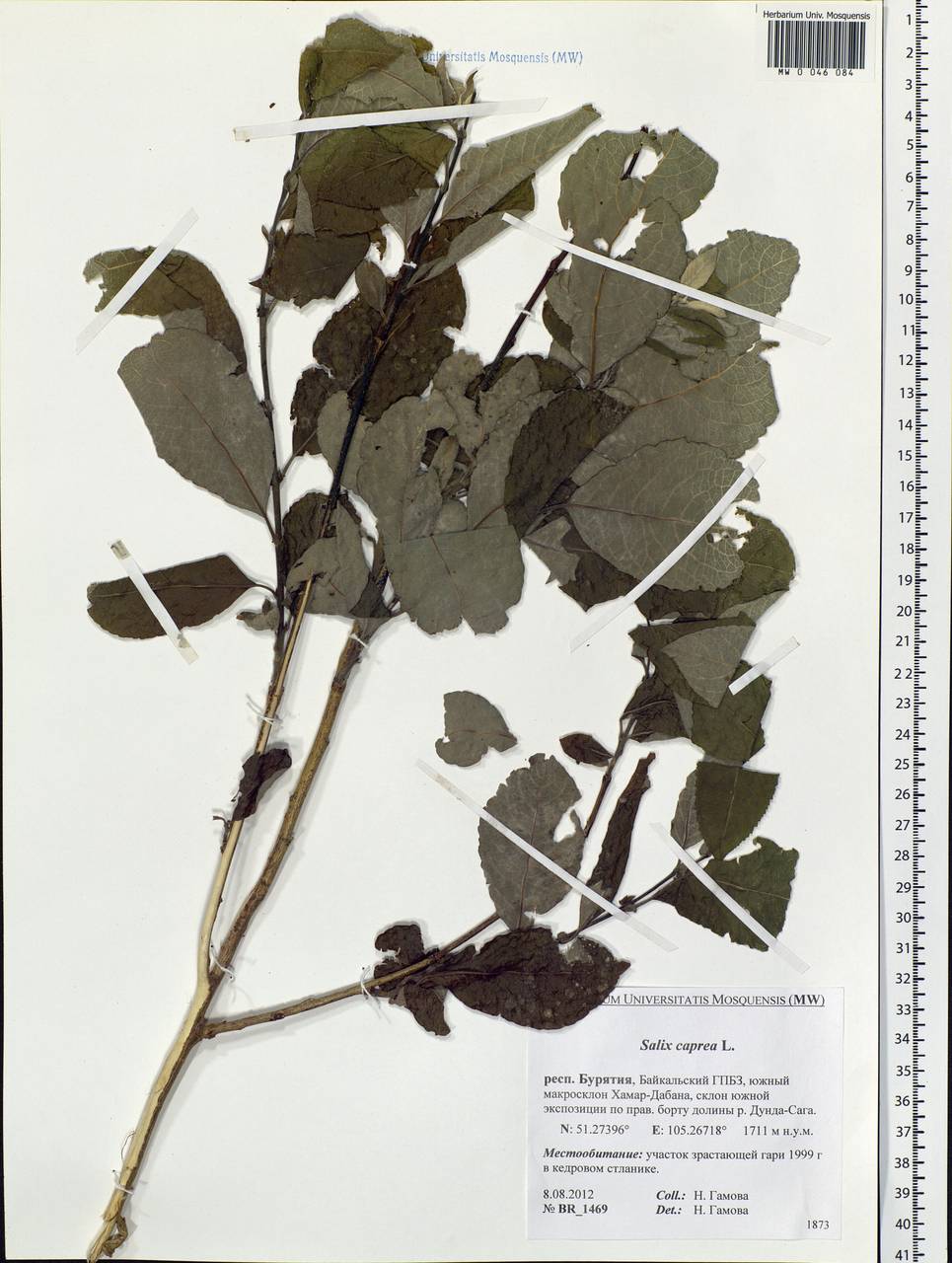 Salix caprea L., Siberia, Baikal & Transbaikal region (S4) (Russia)