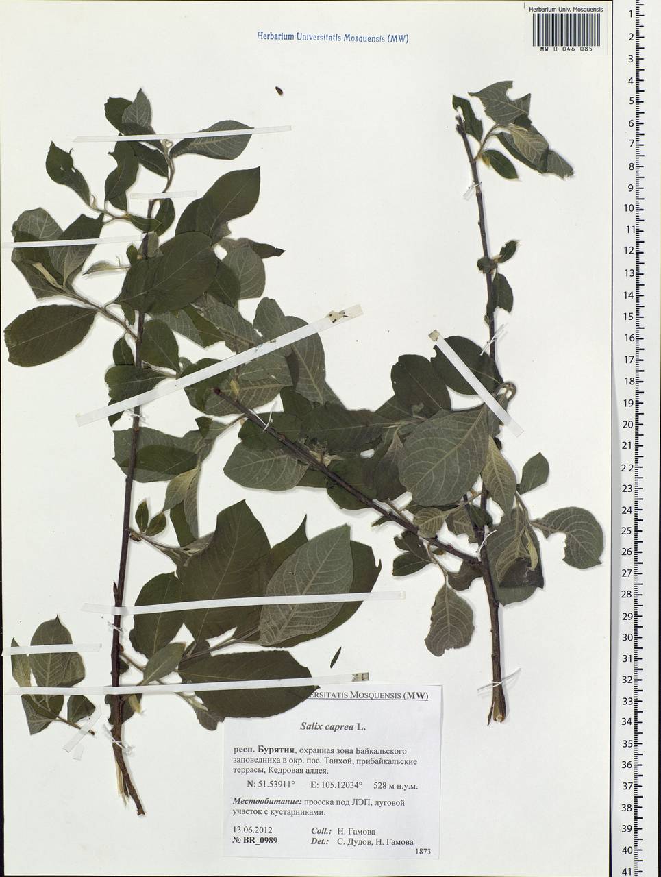 Salix caprea L., Siberia, Baikal & Transbaikal region (S4) (Russia)