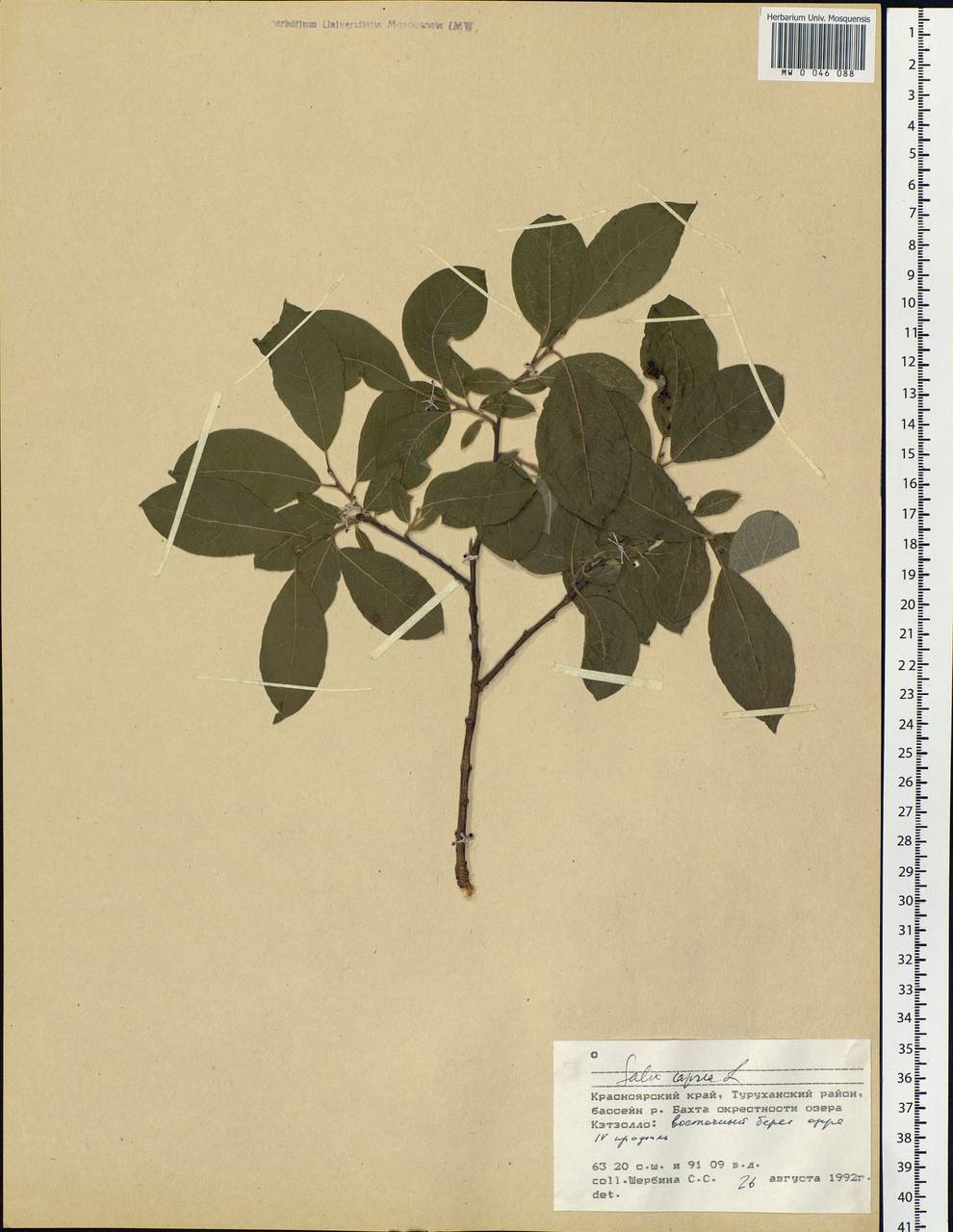 Salix caprea L., Siberia, Central Siberia (S3) (Russia)