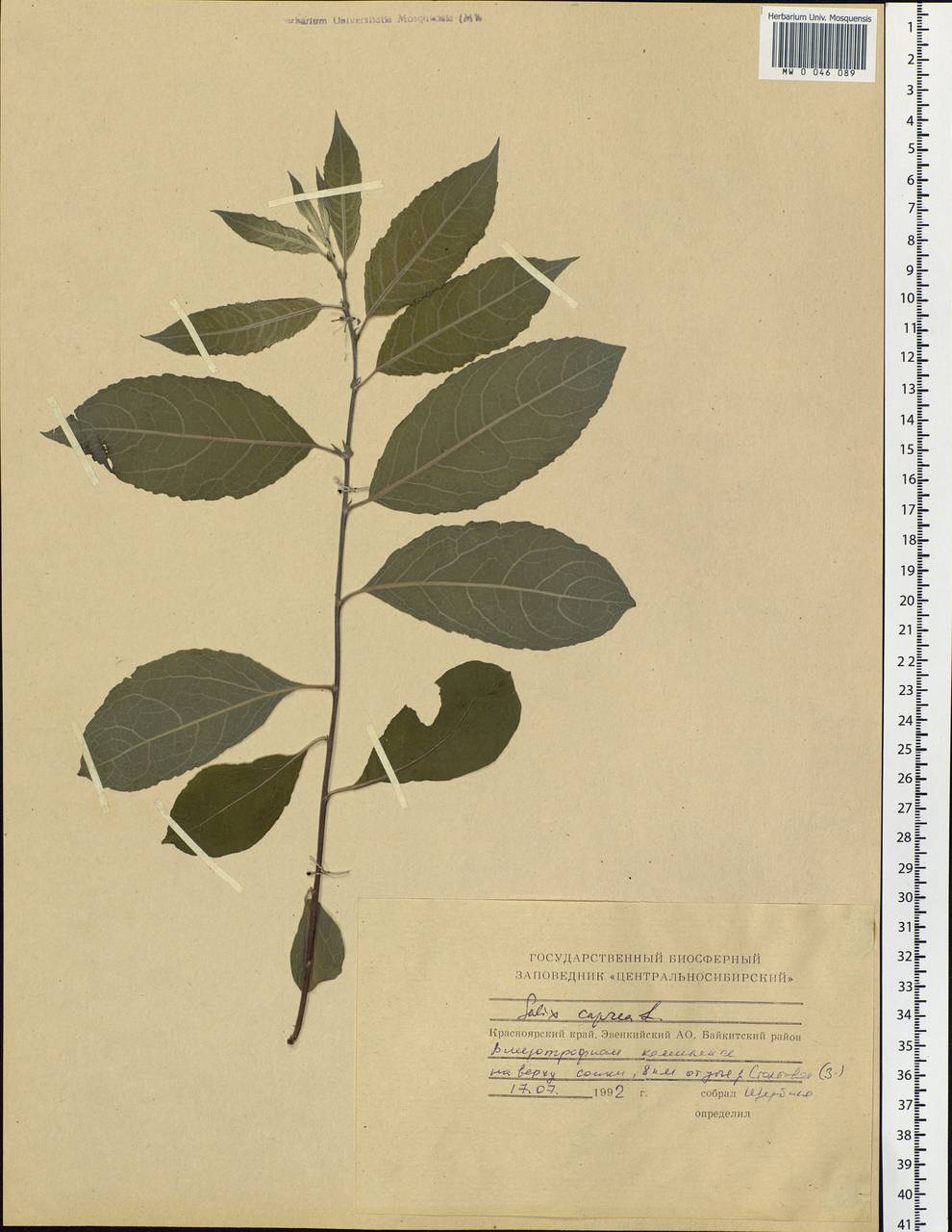 Salix caprea L., Siberia, Central Siberia (S3) (Russia)
