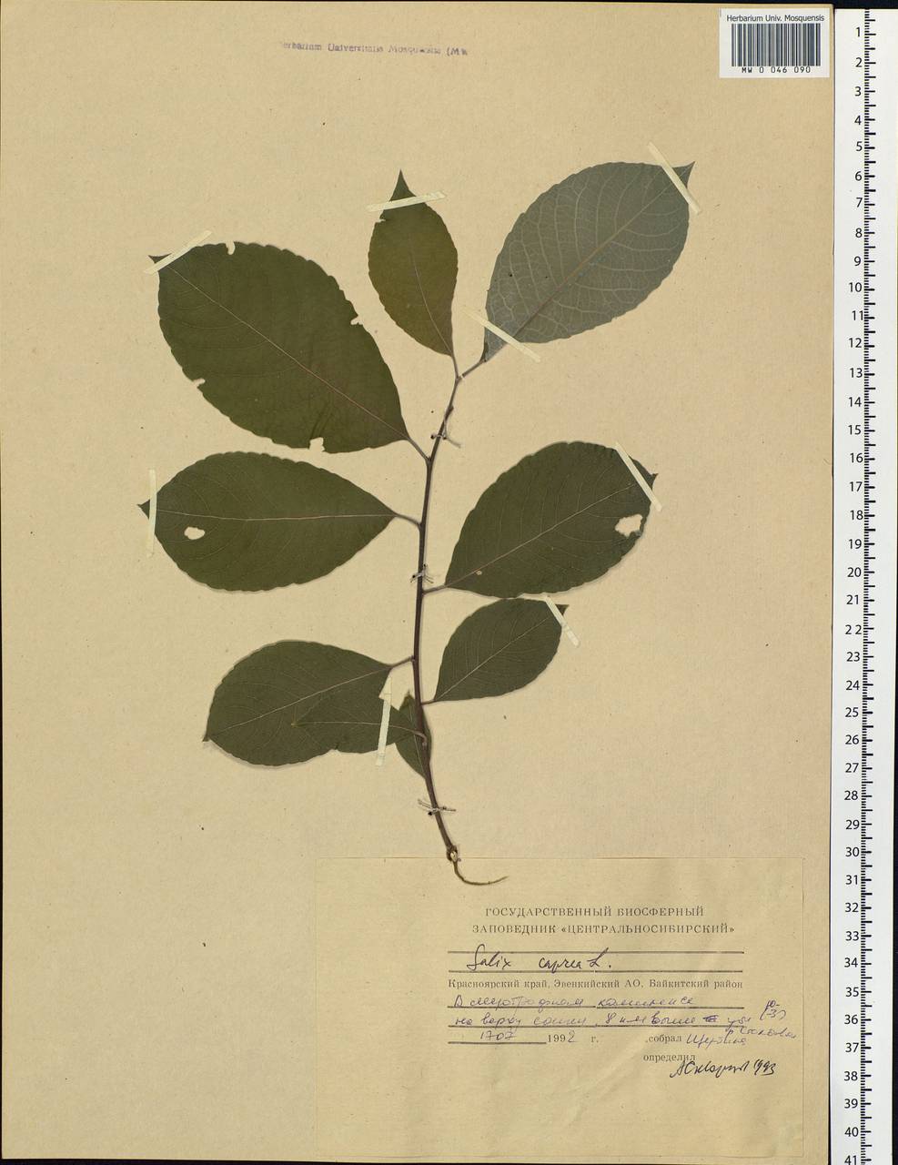 Salix caprea L., Siberia, Central Siberia (S3) (Russia)