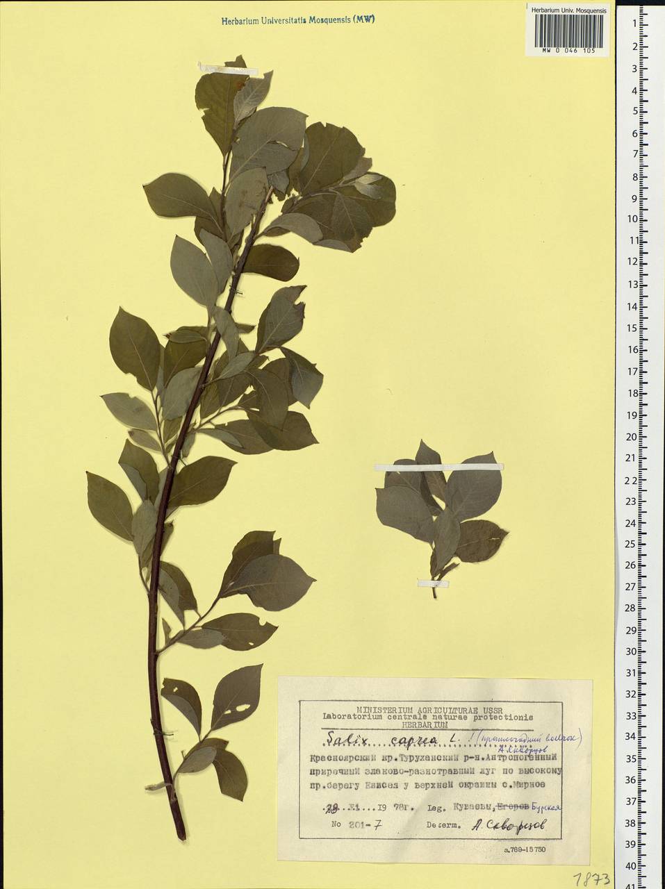 Salix caprea L., Siberia, Central Siberia (S3) (Russia)