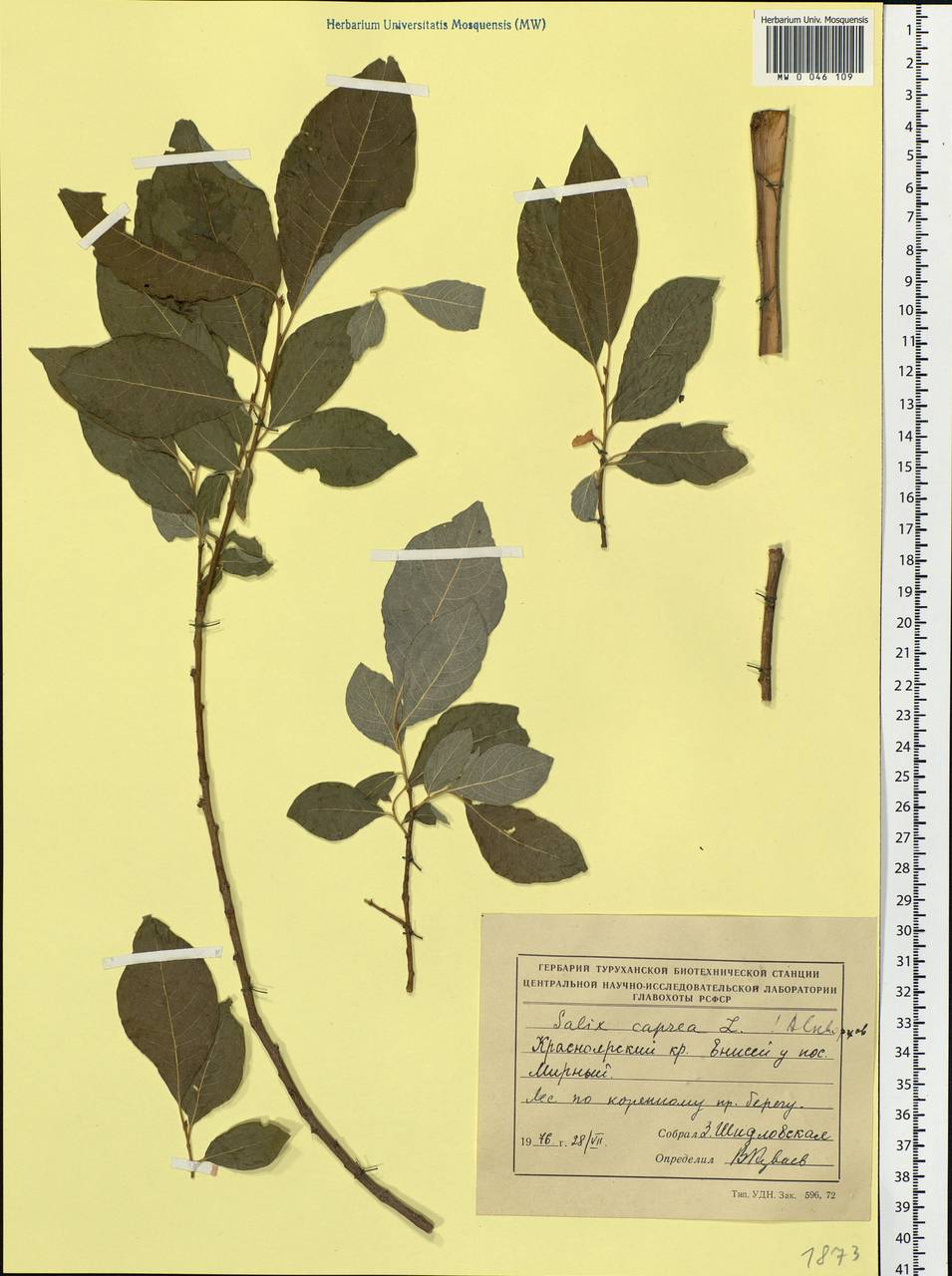 Salix caprea L., Siberia, Central Siberia (S3) (Russia)