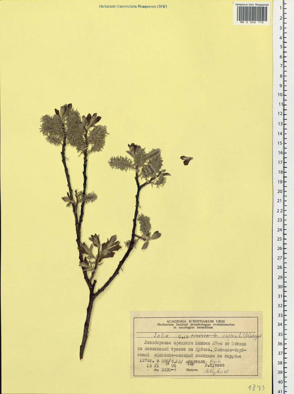 Salix caprea L., Siberia, Central Siberia (S3) (Russia)