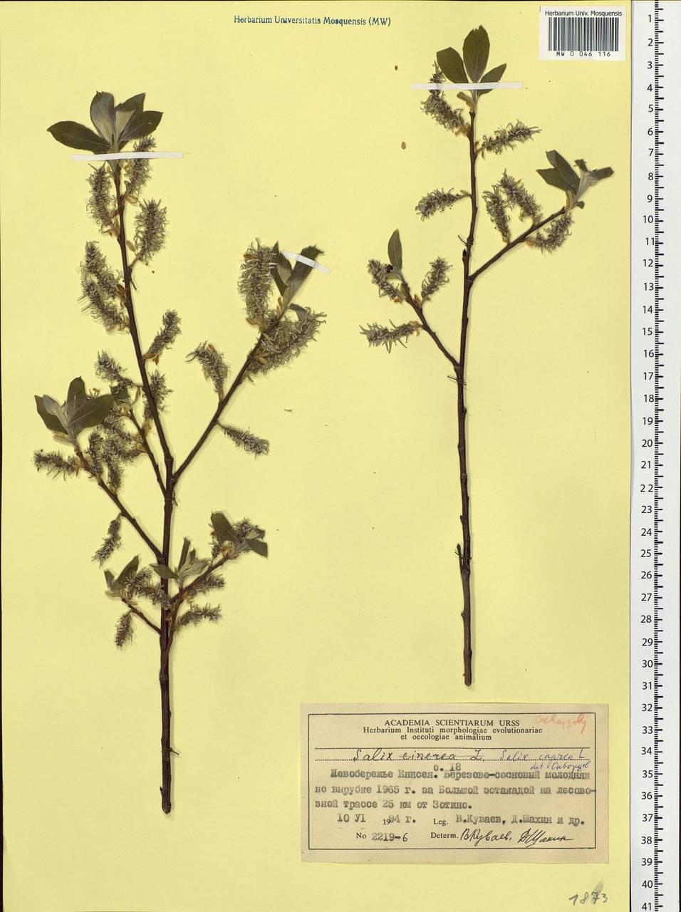 Salix caprea L., Siberia, Central Siberia (S3) (Russia)