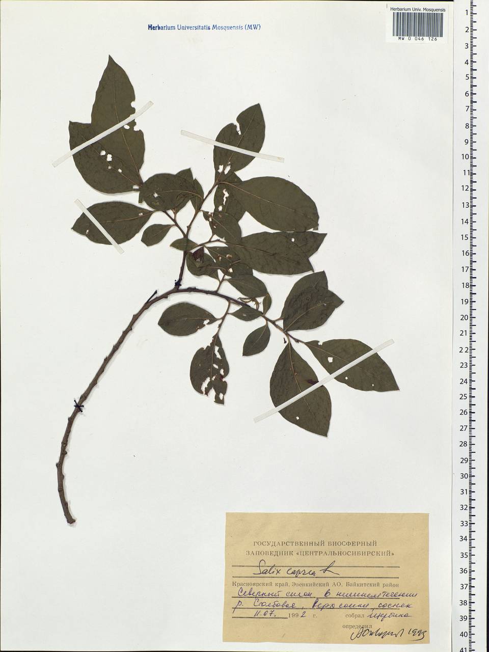 Salix caprea L., Siberia, Central Siberia (S3) (Russia)