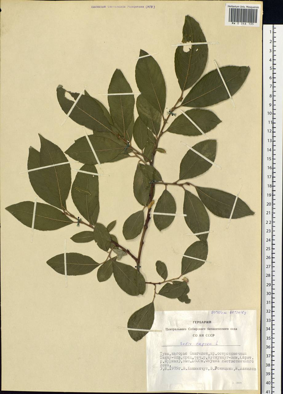 Salix caprea L., Siberia, Altai & Sayany Mountains (S2) (Russia)