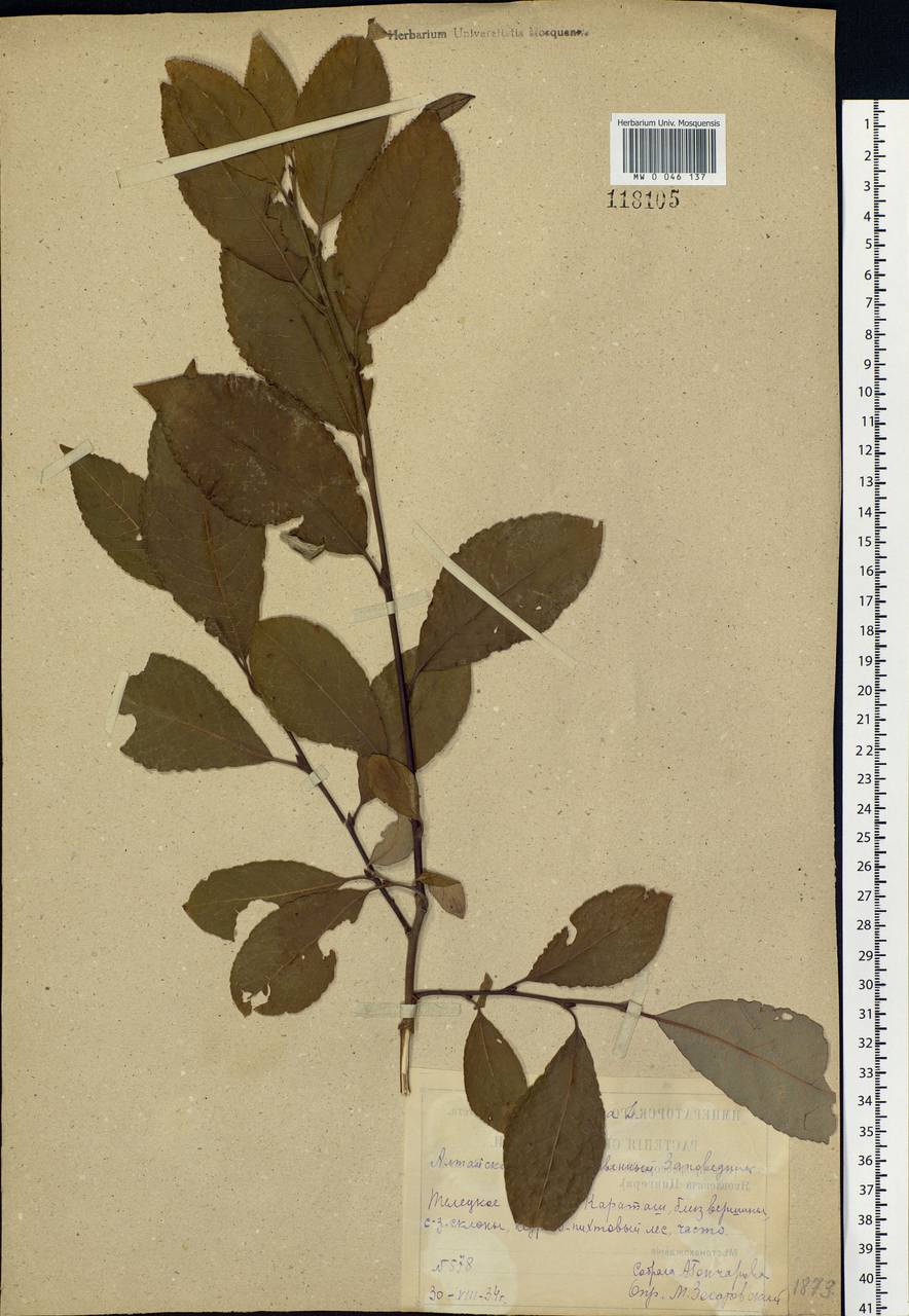 Salix caprea L., Siberia, Altai & Sayany Mountains (S2) (Russia)