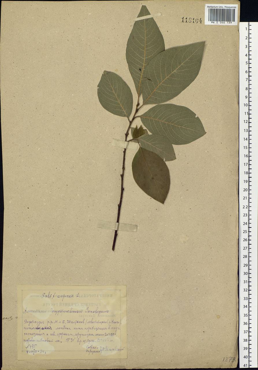 Salix caprea L., Siberia, Altai & Sayany Mountains (S2) (Russia)