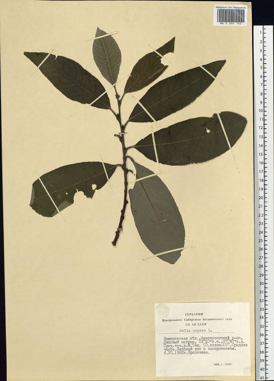 Salix caprea L., Siberia, Altai & Sayany Mountains (S2) (Russia)