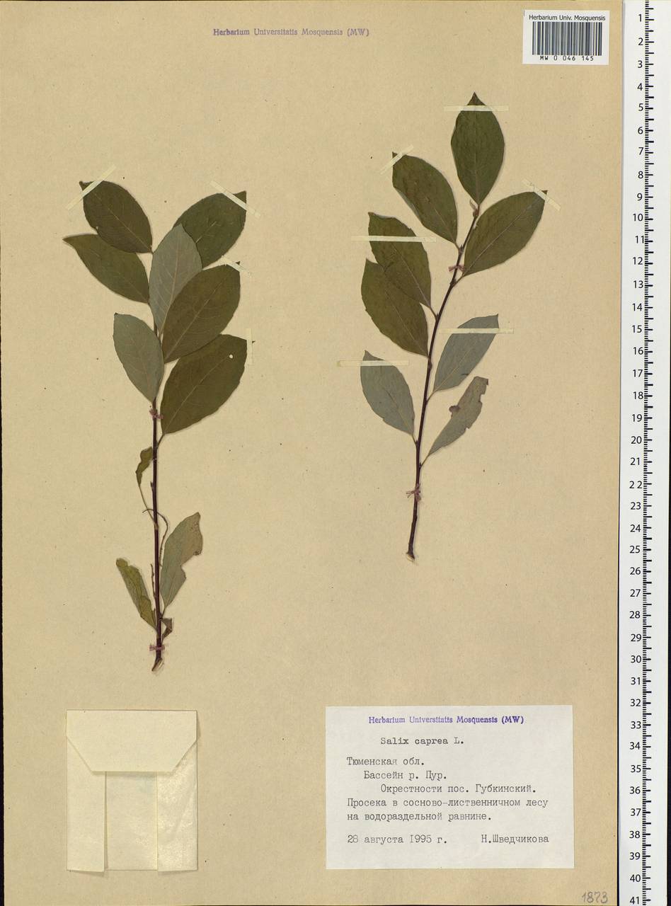 Salix caprea L., Siberia, Western Siberia (S1) (Russia)