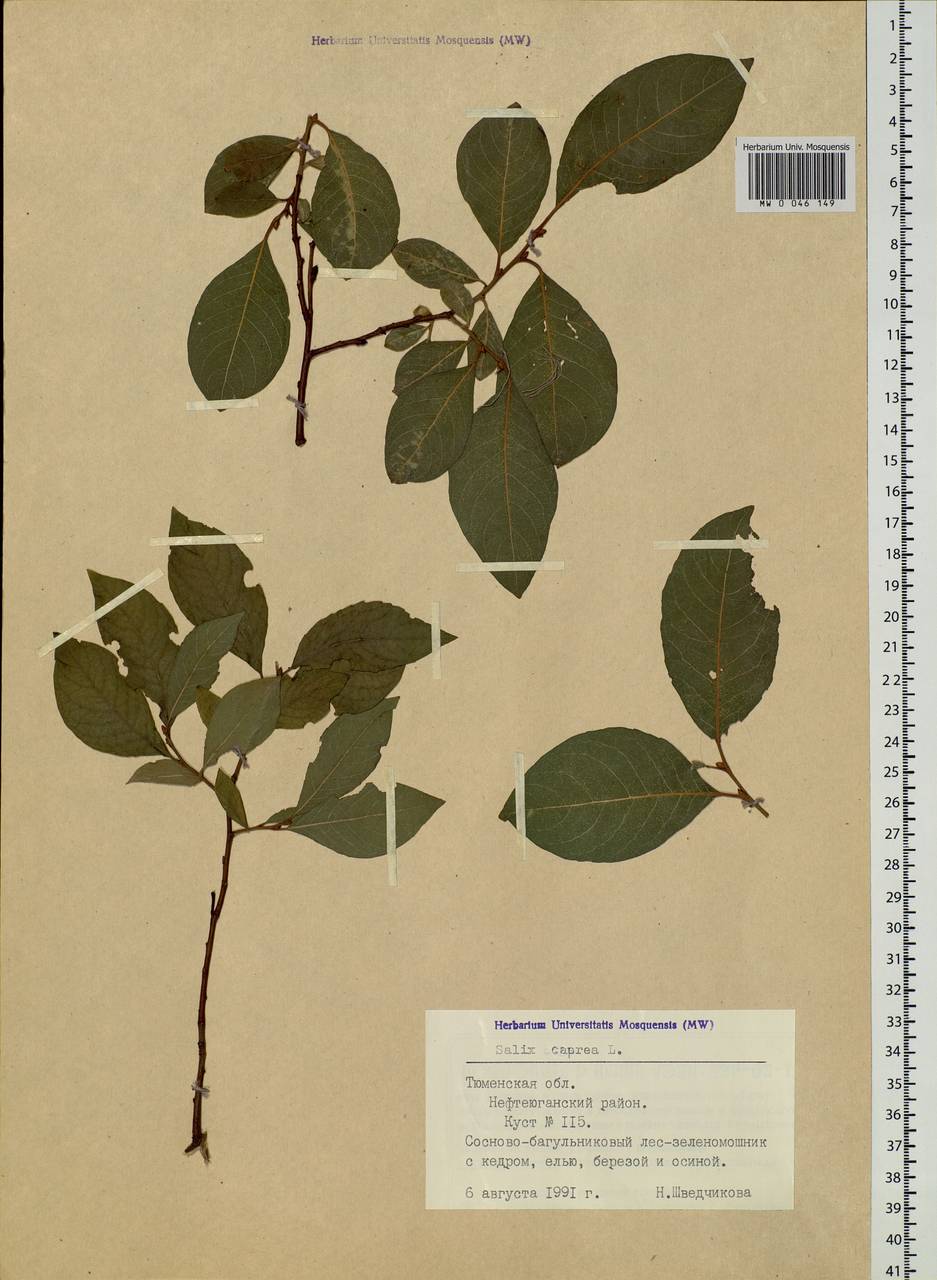 Salix caprea L., Siberia, Western Siberia (S1) (Russia)