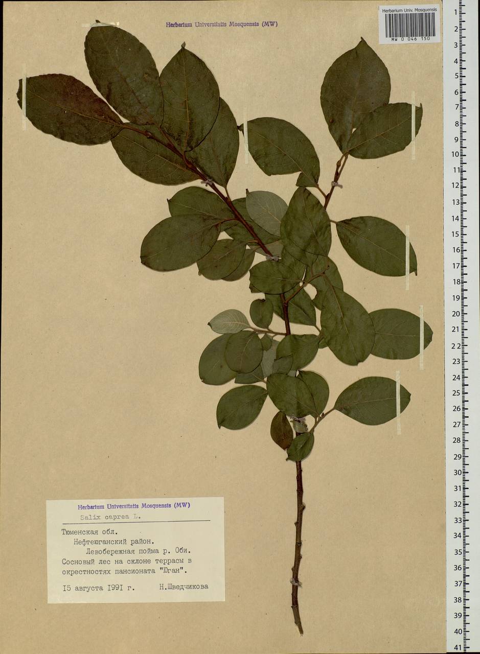 Salix caprea L., Siberia, Western Siberia (S1) (Russia)