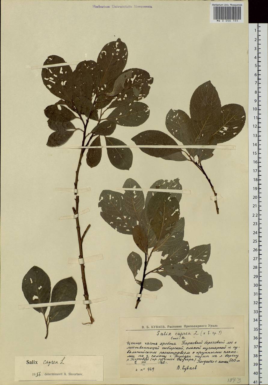 Salix caprea L., Eastern Europe, Northern region (E1) (Russia)