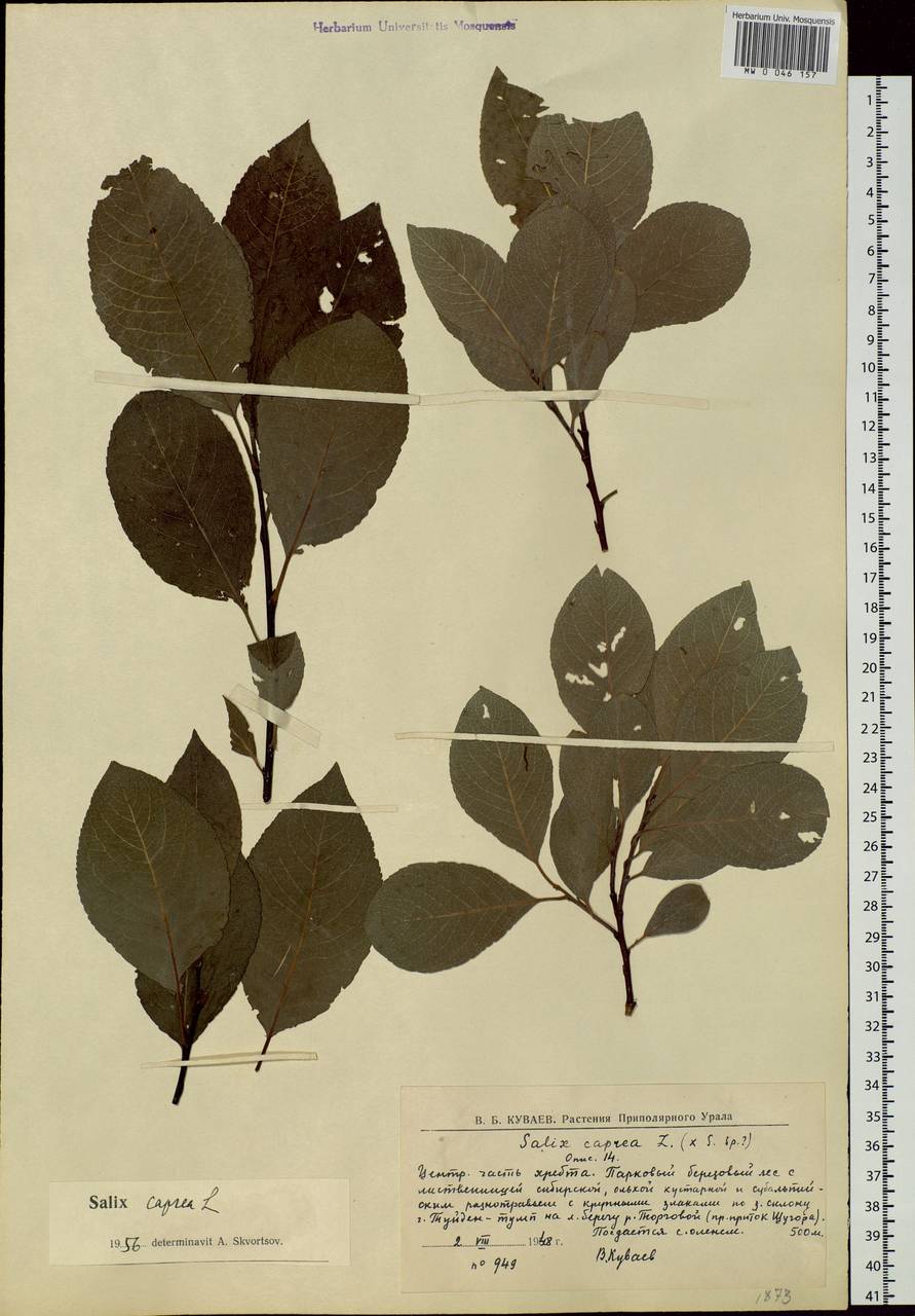 Salix caprea L., Eastern Europe, Northern region (E1) (Russia)