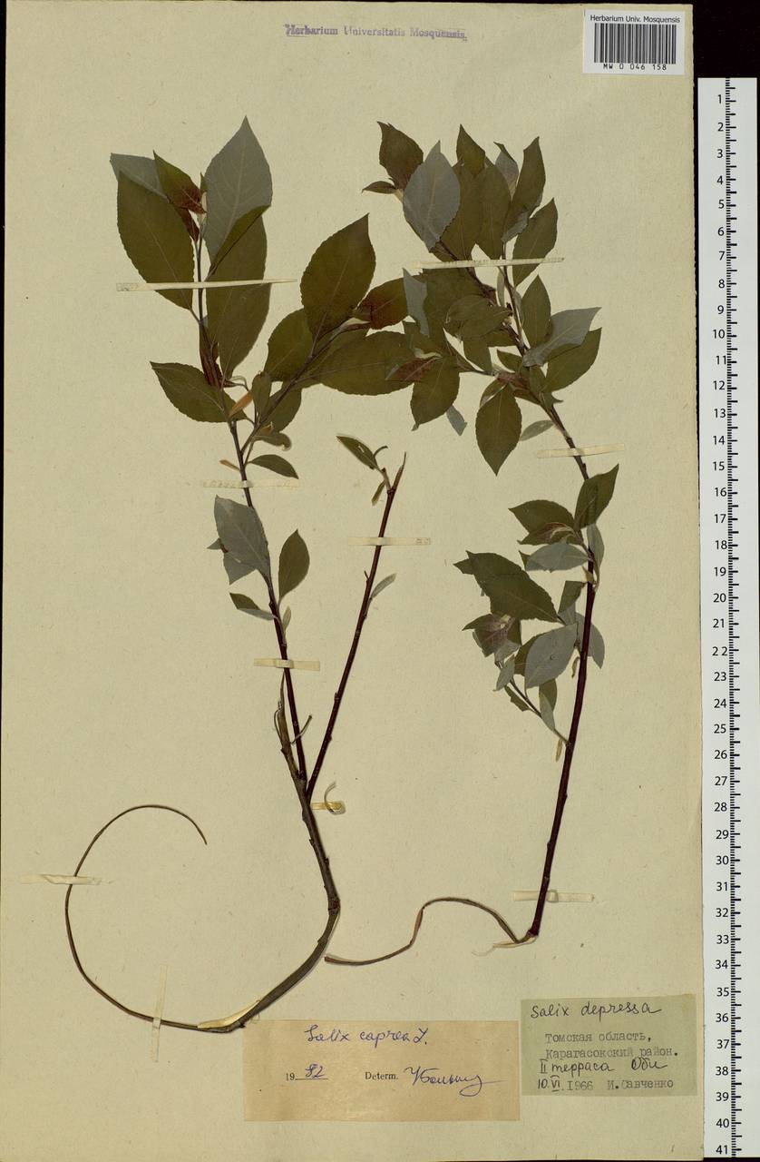 Salix caprea L., Siberia, Western Siberia (S1) (Russia)
