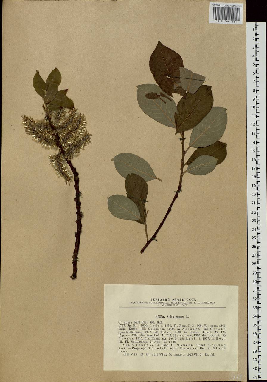 Salix caprea L., Siberia, Western Siberia (S1) (Russia)