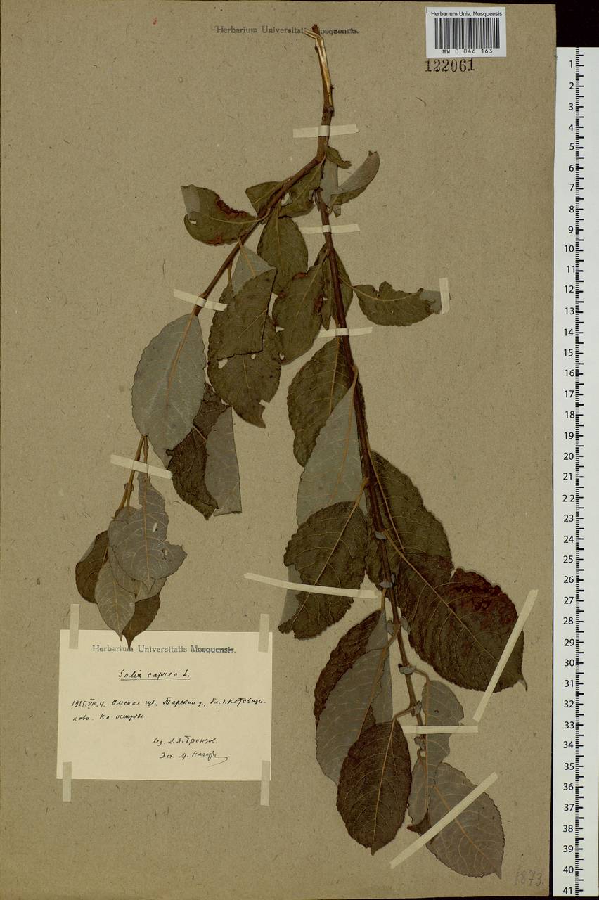 Salix caprea L., Siberia, Western Siberia (S1) (Russia)