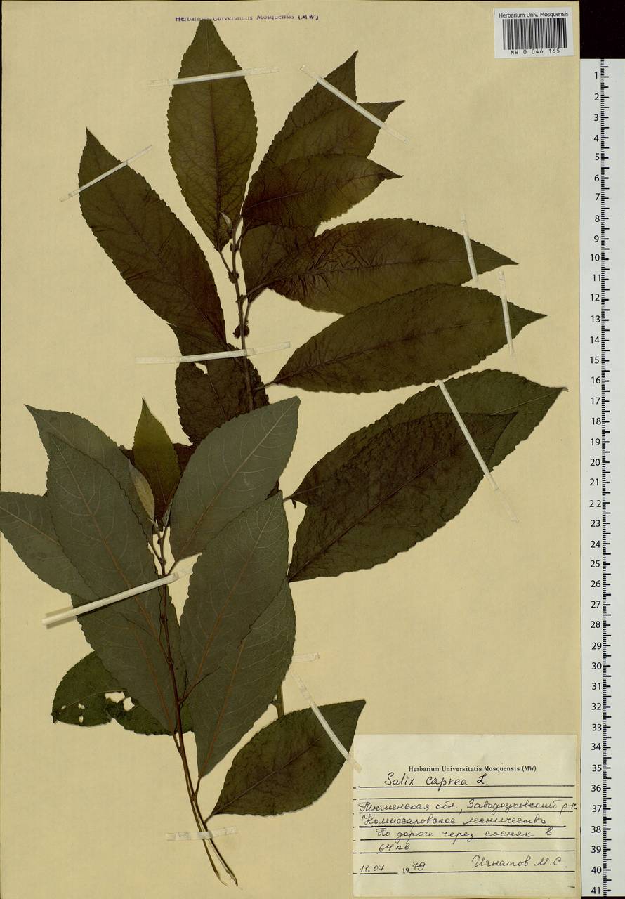 Salix caprea L., Siberia, Western Siberia (S1) (Russia)