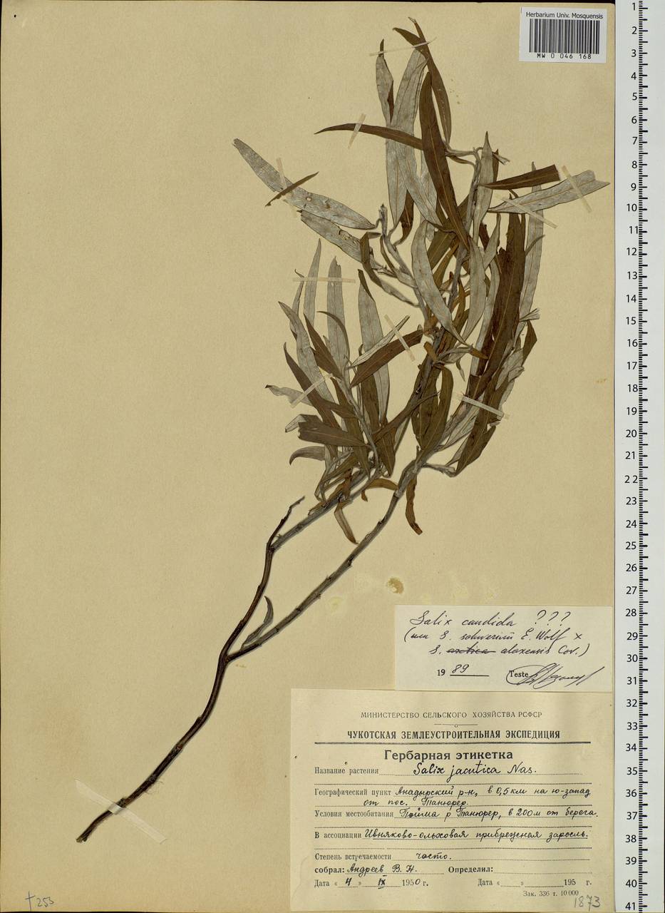 Salix candida Flüggé ex Willd., Siberia, Chukotka & Kamchatka (S7) (Russia)