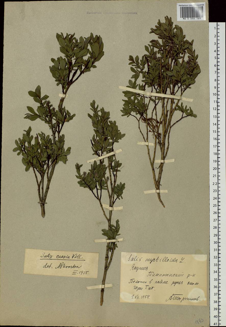 Salix caesia, Siberia, Yakutia (S5) (Russia)