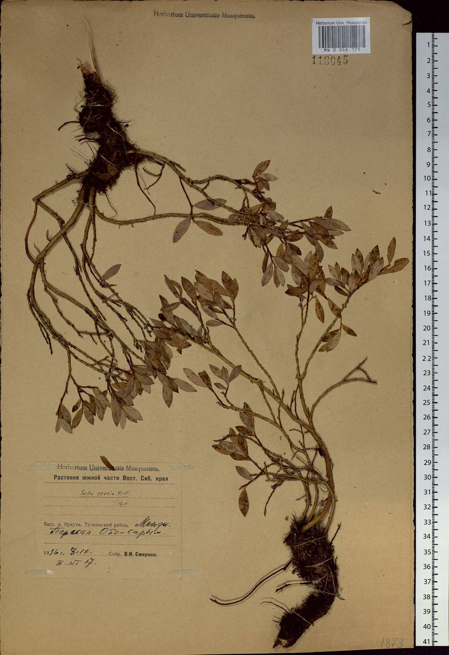 Salix caesia, Siberia, Baikal & Transbaikal region (S4) (Russia)