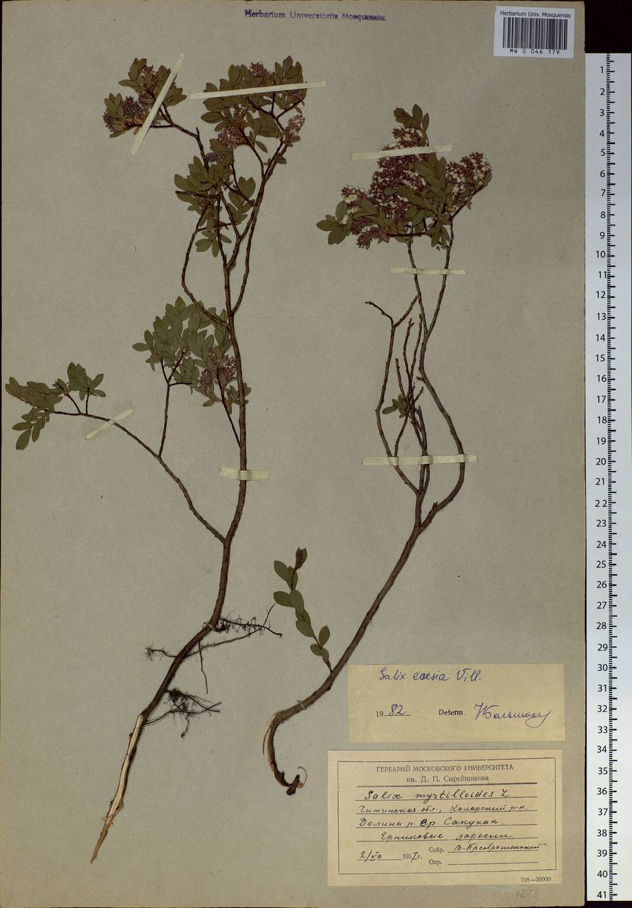 Salix caesia Vill., Siberia, Baikal & Transbaikal region (S4) (Russia)