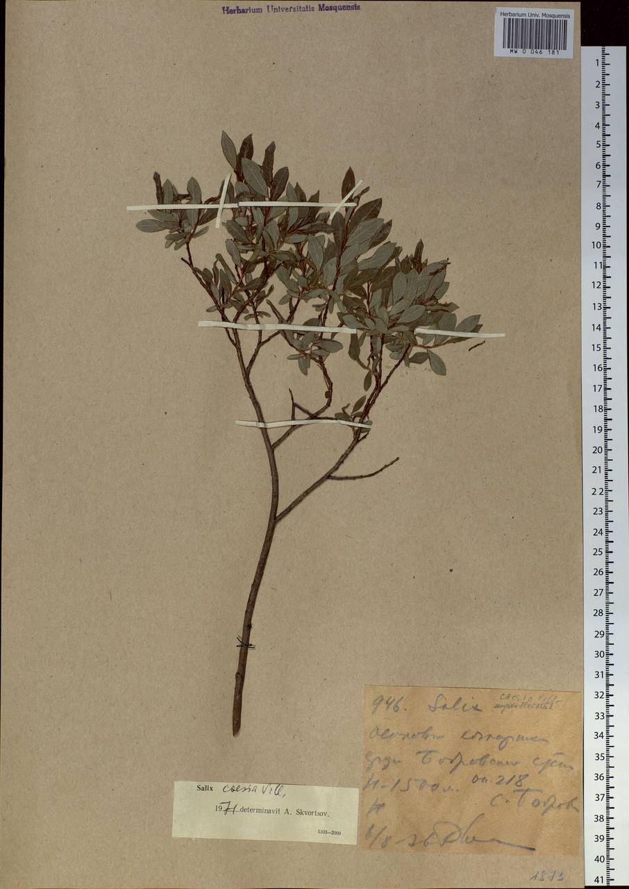Salix caesia, Siberia, Western (Kazakhstan) Altai Mountains (S2a) (Kazakhstan)