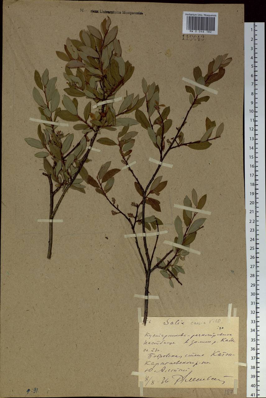 Salix caesia Vill., Siberia, Western (Kazakhstan) Altai Mountains (S2a) (Kazakhstan)