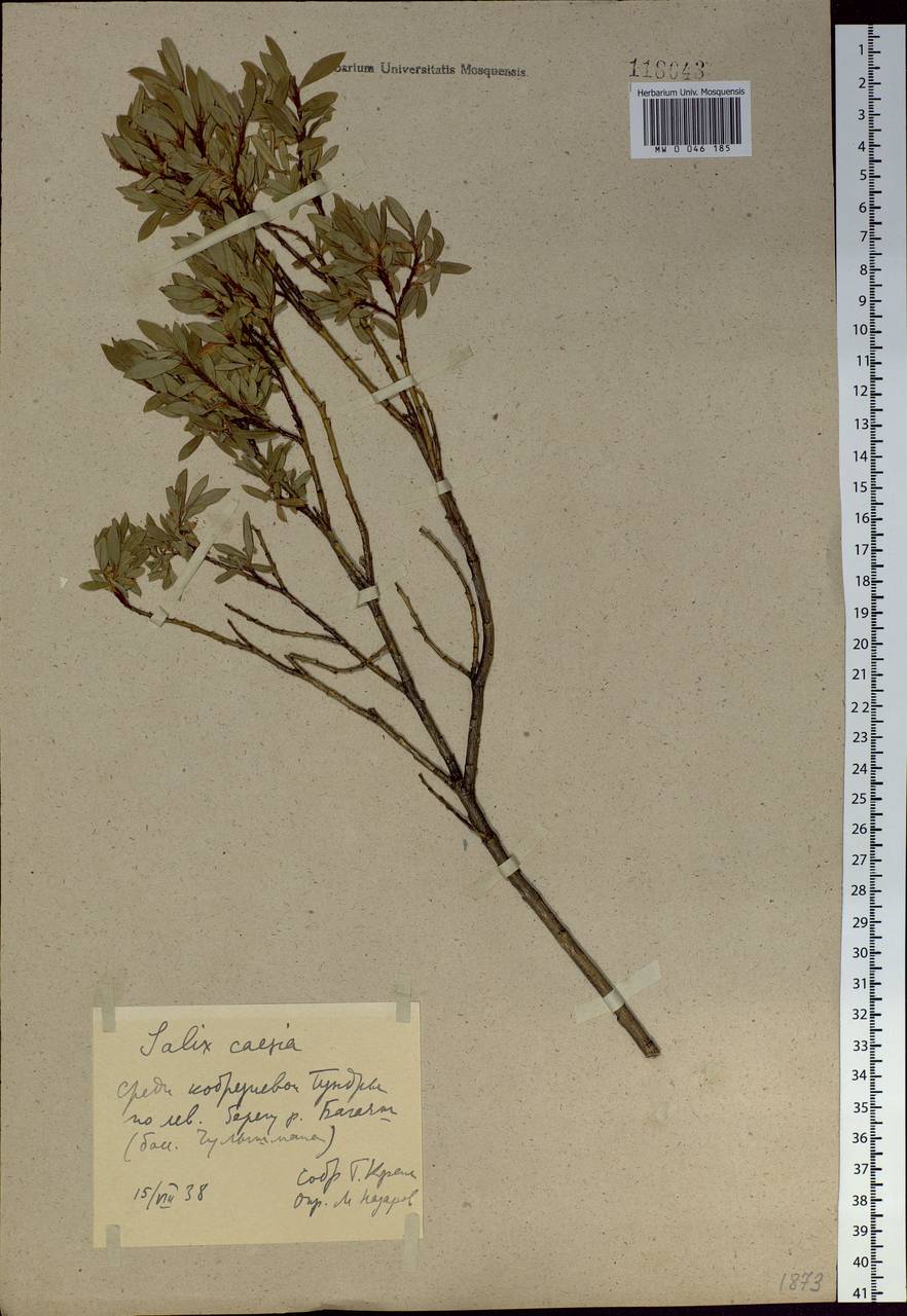 Salix caesia, Siberia, Altai & Sayany Mountains (S2) (Russia)