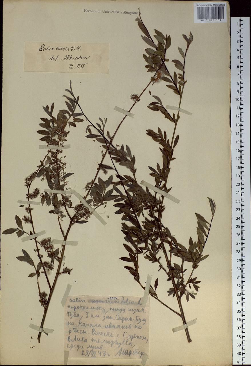 Salix caesia, Siberia, Altai & Sayany Mountains (S2) (Russia)