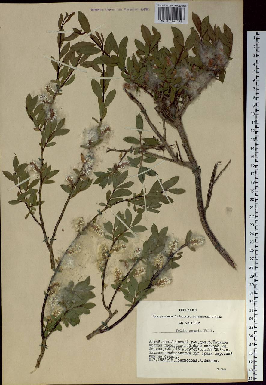 Salix caesia, Siberia, Altai & Sayany Mountains (S2) (Russia)
