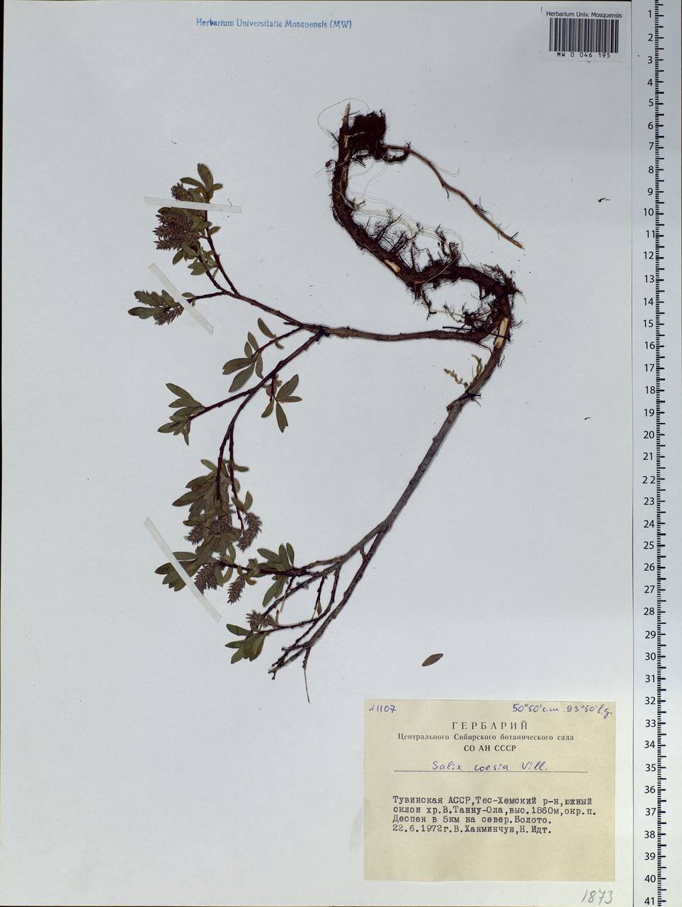 Salix caesia, Siberia, Altai & Sayany Mountains (S2) (Russia)