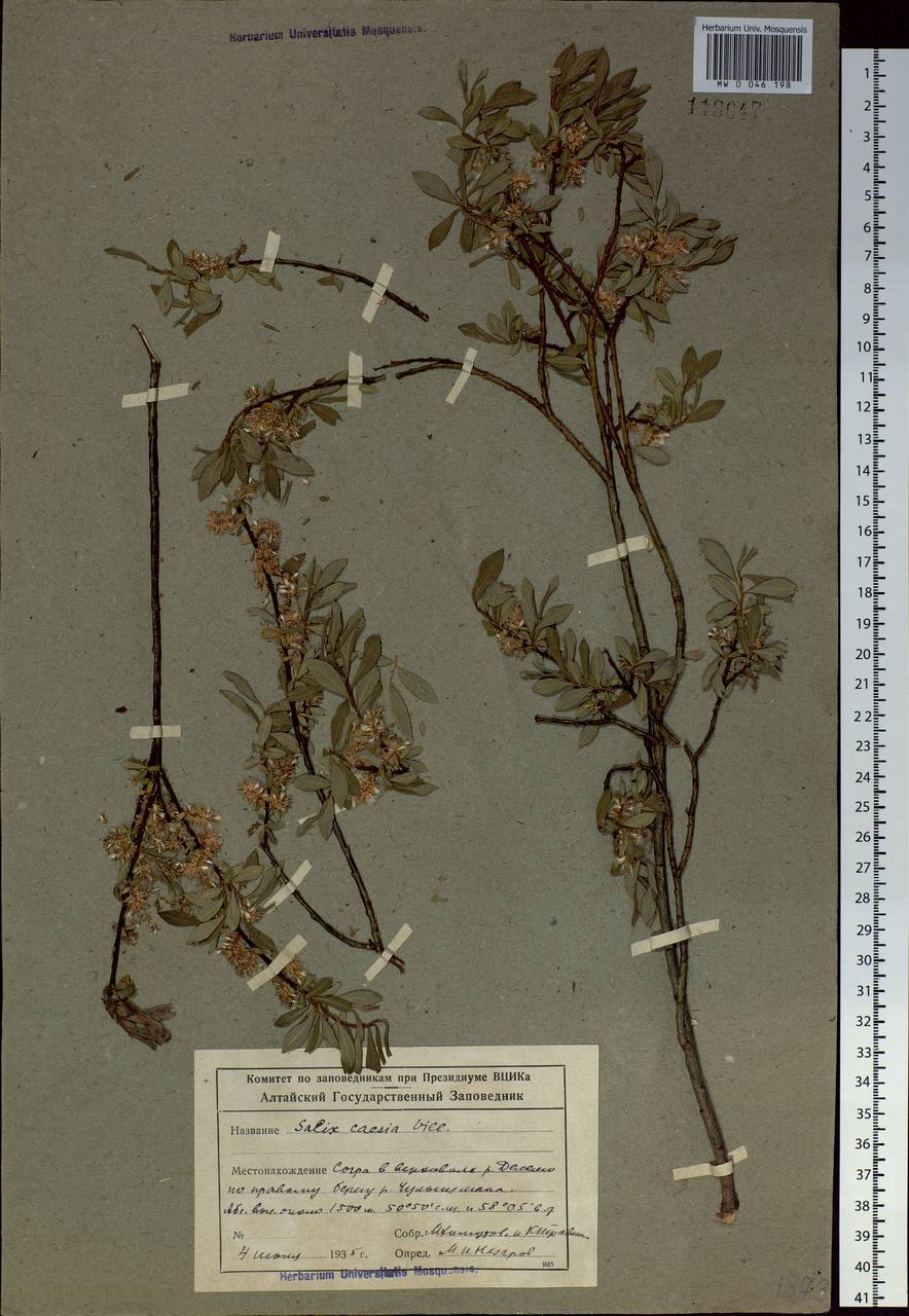 Salix caesia, Siberia, Altai & Sayany Mountains (S2) (Russia)