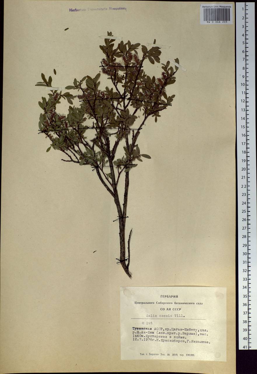 Salix caesia, Siberia, Altai & Sayany Mountains (S2) (Russia)