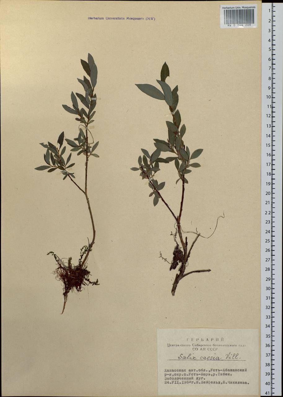 Salix caesia Vill., Siberia, Altai & Sayany Mountains (S2) (Russia)