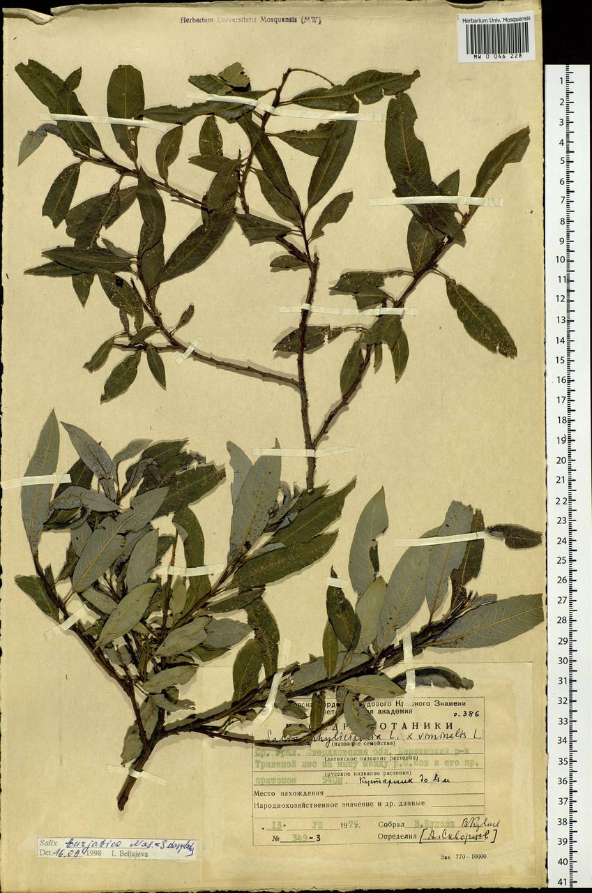 Salix dasyclados Wimmer, Eastern Europe, Eastern region (E10) (Russia)