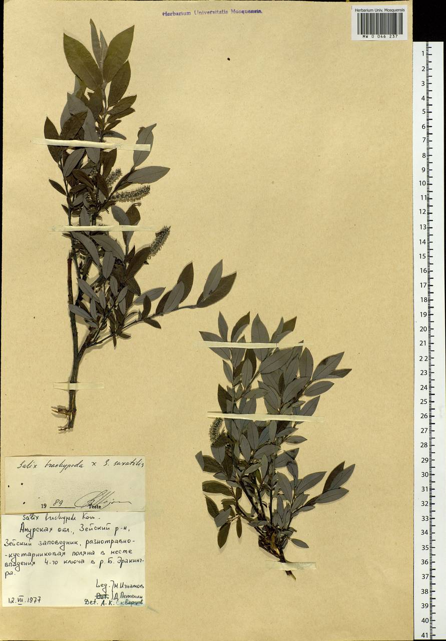 Salix brachypoda (Trautv. & C.A. Mey.) Kom., Siberia, Russian Far East (S6) (Russia)