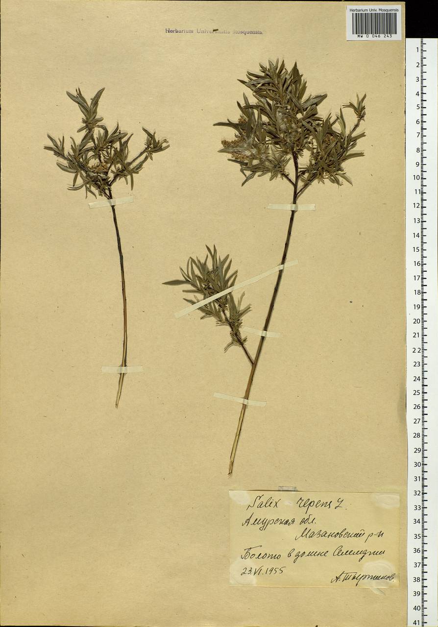 Salix brachypoda (Trautv. & C.A. Mey.) Kom., Siberia, Russian Far East (S6) (Russia)