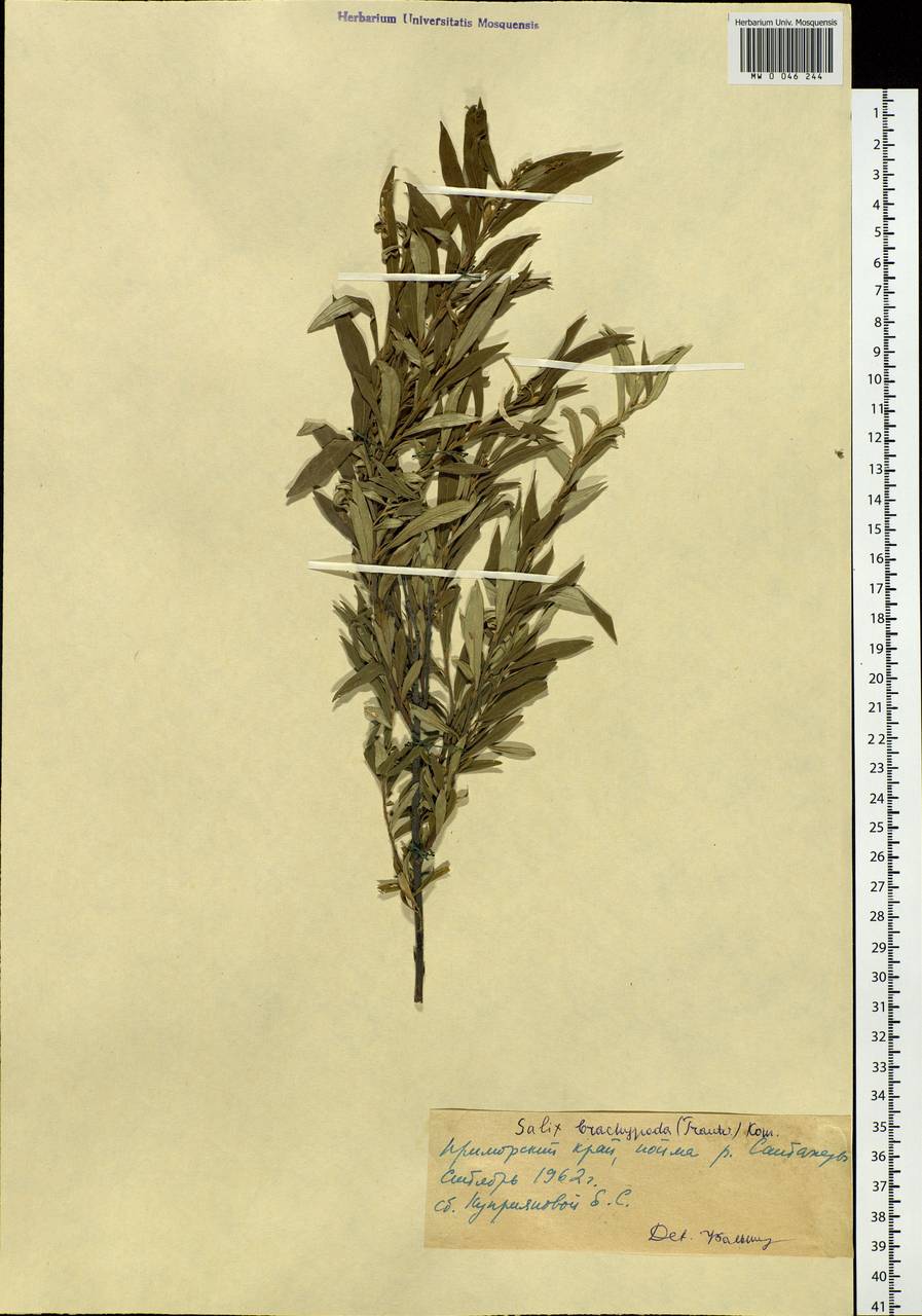 Salix brachypoda (Trautv. & C. A. Mey.) Kom., Siberia, Russian Far East (S6) (Russia)