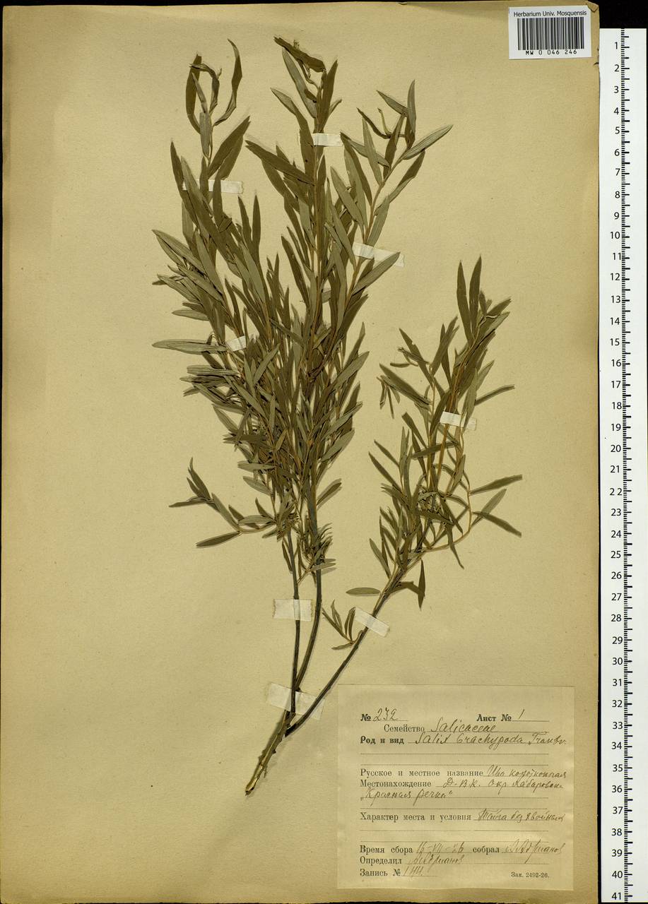 Salix brachypoda (Trautv. & C. A. Mey.) Kom., Siberia, Russian Far East (S6) (Russia)