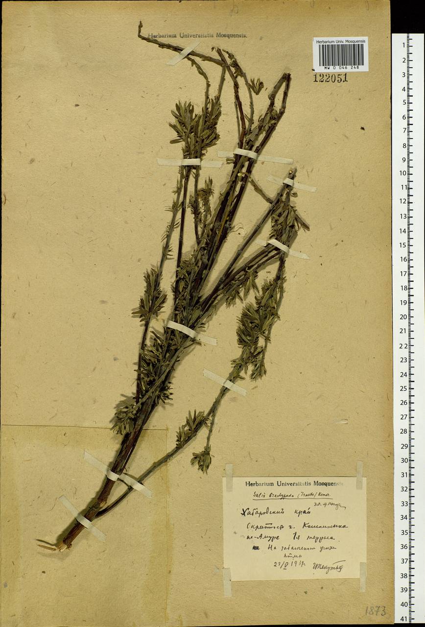 Salix brachypoda (Trautv. & C. A. Mey.) Kom., Siberia, Russian Far East (S6) (Russia)