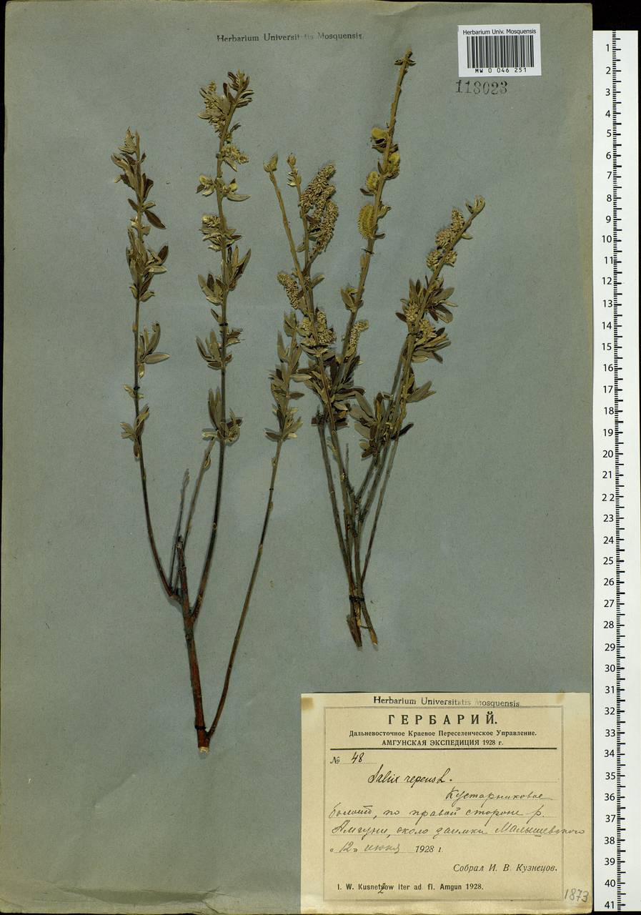 Salix brachypoda (Trautv. & C.A. Mey.) Kom., Siberia, Russian Far East (S6) (Russia)