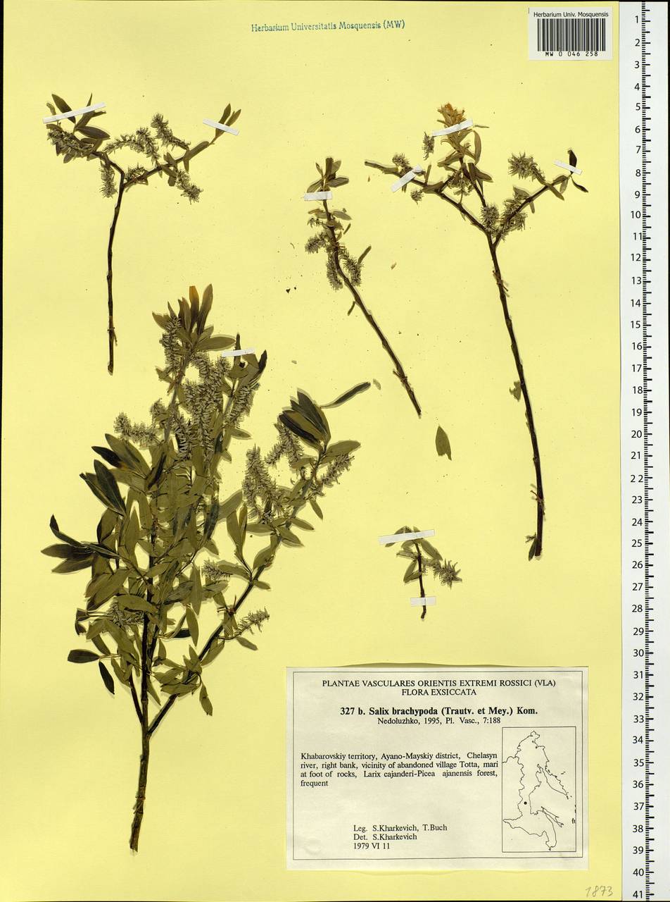 Salix brachypoda (Trautv. & C. A. Mey.) Kom., Siberia, Russian Far East (S6) (Russia)