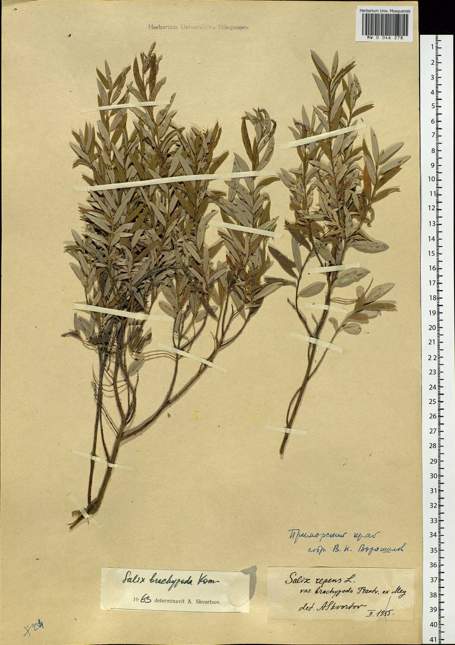 Salix brachypoda (Trautv. & C. A. Mey.) Kom., Siberia, Russian Far East (S6) (Russia)