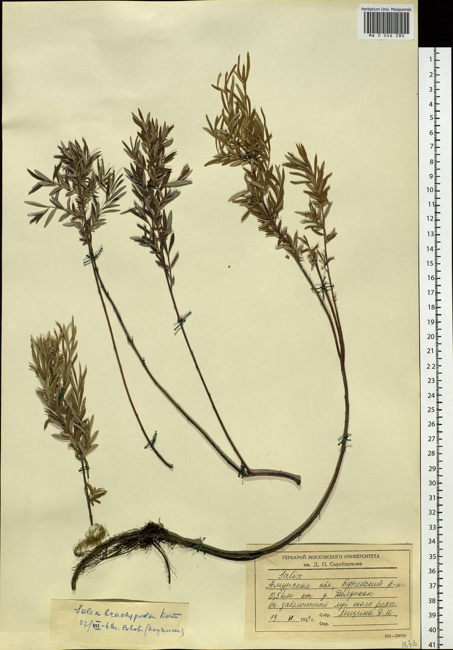 Salix brachypoda (Trautv. & C. A. Mey.) Kom., Siberia, Russian Far East (S6) (Russia)