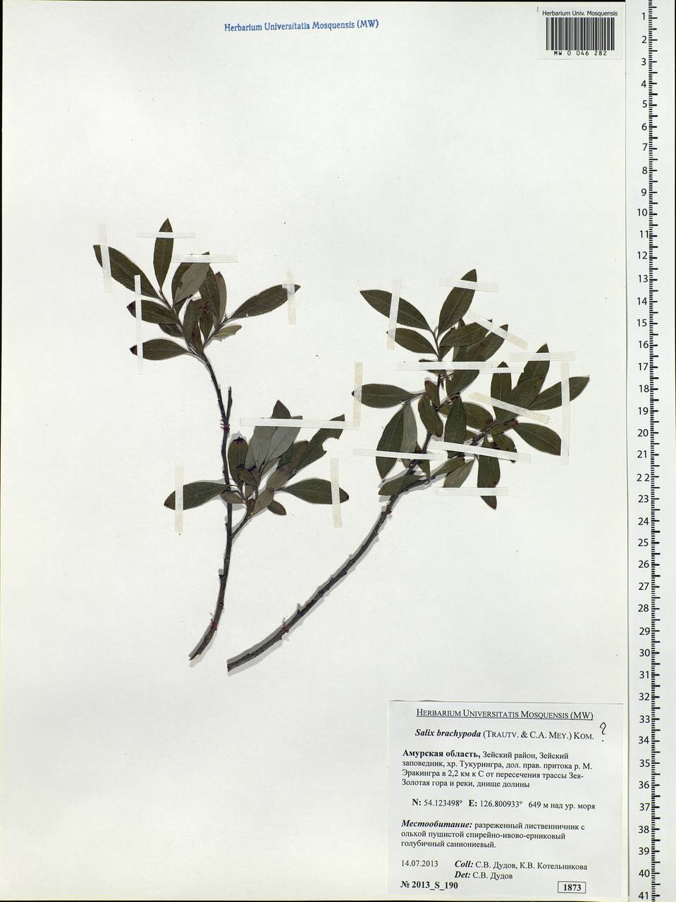 Salix brachypoda (Trautv. & C.A. Mey.) Kom., Siberia, Russian Far East (S6) (Russia)