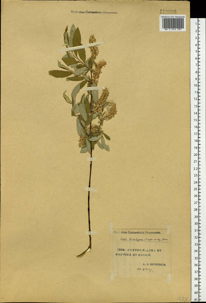 Salix brachypoda (Trautv. & C. A. Mey.) Kom., Siberia, Yakutia (S5) (Russia)